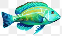 PNG  Animal fish white background pomacanthidae. AI generated Image by rawpixel.