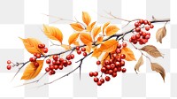 PNG Branch autumn cherry plant. 