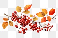 PNG Branch autumn cherry plant. AI generated Image by rawpixel.