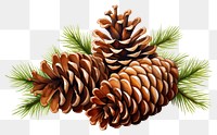 PNG Tree pine plant