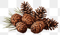 PNG Plant pine pine cone. 