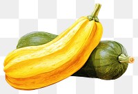 PNG Squash vegetable zucchini plant. AI generated Image by rawpixel.