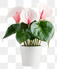 PNG Flower plant flowerpot anthurium. 