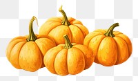 PNG Vegetable pumpkin squash plant. AI generated Image by rawpixel.