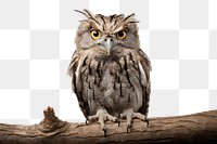 PNG Animal bird beak owl. 