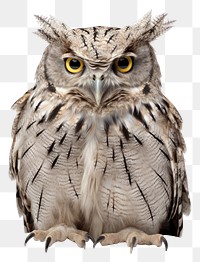 PNG Animal bird beak owl. 