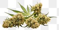 PNG Cannabis narcotic flower plant