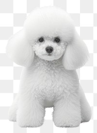 PNG  Poodle mammal animal puppy. AI generated Image by rawpixel.