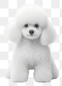 PNG Poodle mammal animal puppy. 