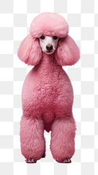 PNG Poodle mammal animal pet. 