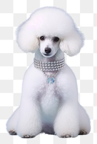 PNG  Poodle dog animal mammal. 