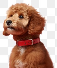 PNG  Puppy dog animal mammal. AI generated Image by rawpixel.