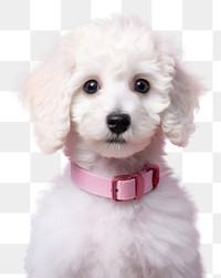 PNG  Poodle puppy dog animal. AI generated Image by rawpixel.