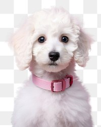 PNG Poodle puppy dog animal. 