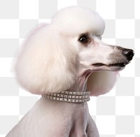 PNG Poodle dog jewelry diamond. 