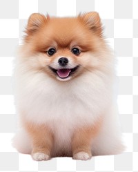 PNG Pomeranian mammal animal puppy. 