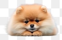 PNG  Pomeranian mammal animal puppy. 