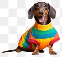 PNG Pet dachshund animal mammal. 