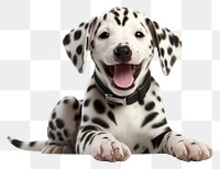 PNG Puppy pet dalmatian animal. 