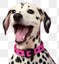 PNG  Pet dalmatian animal mammal. AI generated Image by rawpixel.