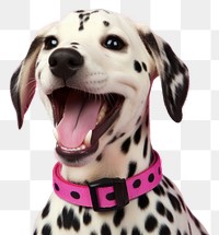 PNG Pet dalmatian animal mammal. 