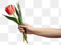 PNG Tulip hand flower plant. AI generated Image by rawpixel.