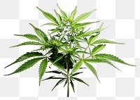 PNG Cannabis plant black leaf. AI generated Image by rawpixel.
