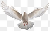 PNG Animal flying pigeon white. AI generated Image by rawpixel.
