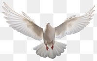 PNG Animal flying pigeon white. 