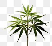 PNG Cannabis plant leaf freshness. 