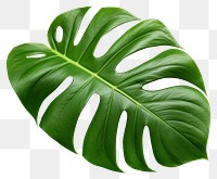 PNG Plant leaf xanthosoma freshness. 