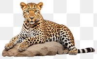 PNG Wildlife leopard cheetah animal. 