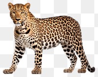 PNG Wildlife leopard mammal animal. 