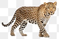 PNG Wildlife leopard animal mammal. 