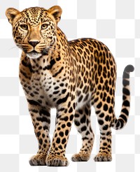 PNG Wildlife leopard cheetah animal. 