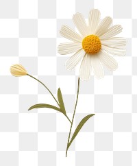 PNG Flower daisy petal plant. 