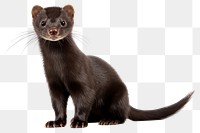 PNG Wildlife animal mammal weasel. 