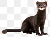 PNG Wildlife animal mammal weasel. 