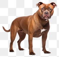 PNG Bulldog pitbull mammal animal. 