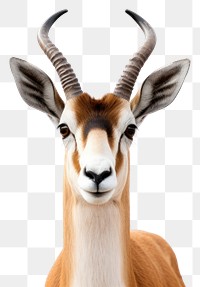 PNG Wildlife animal mammal taxidermy. AI generated Image by rawpixel.