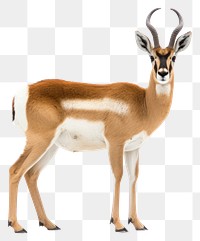 PNG Wildlife animal mammal taxidermy. AI generated Image by rawpixel.