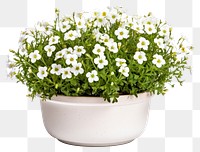 PNG Flower plant daisy vase