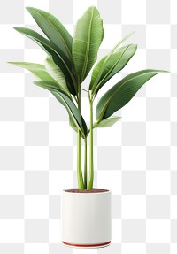 PNG Plant leaf vase houseplant. 