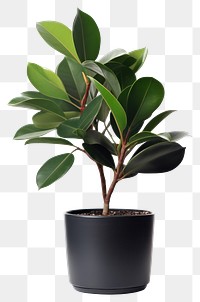 PNG Bonsai plant leaf houseplant. 