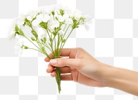 PNG Flower finger petal plant. AI generated Image by rawpixel.