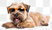 PNG Sunglasses terrier mammal animal. AI generated Image by rawpixel.