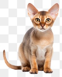 PNG Animal mammal pet abyssinian. 