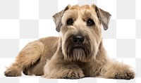 PNG Terrier mammal animal dog. AI generated Image by rawpixel.