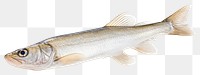 PNG Seafood sardine animal fish. AI generated Image by rawpixel.