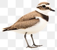PNG Animal bird beak wildlife. AI generated Image by rawpixel.